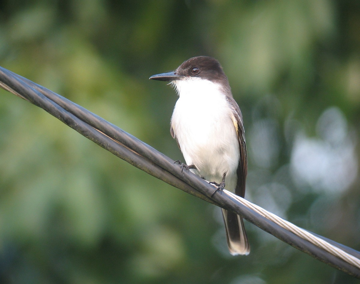 Loggerhead Kingbird - ML518605371