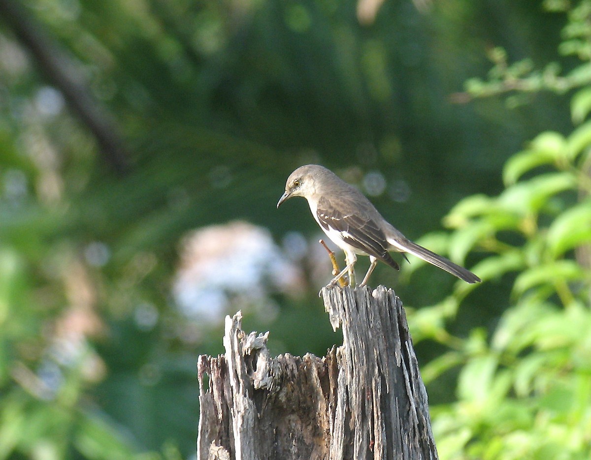 Northern Mockingbird - ML518605501