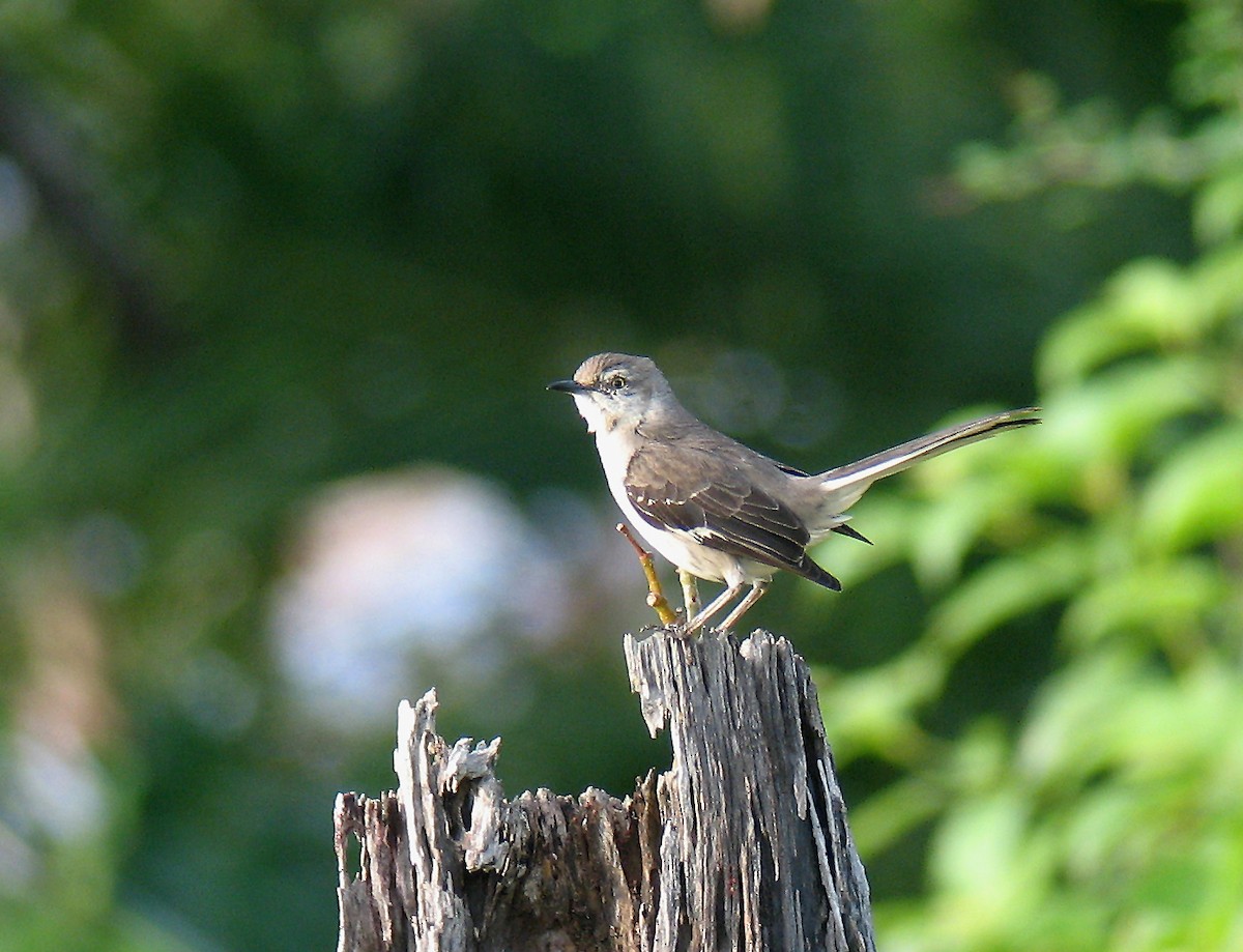 Northern Mockingbird - ML518605511