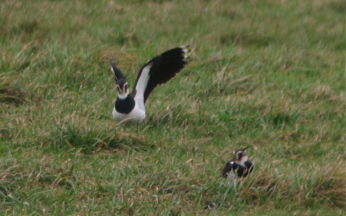 Northern Lapwing - ML51860611