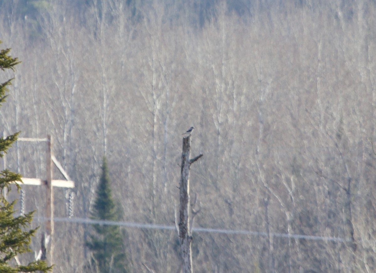 Alcaudón Boreal - ML518606221