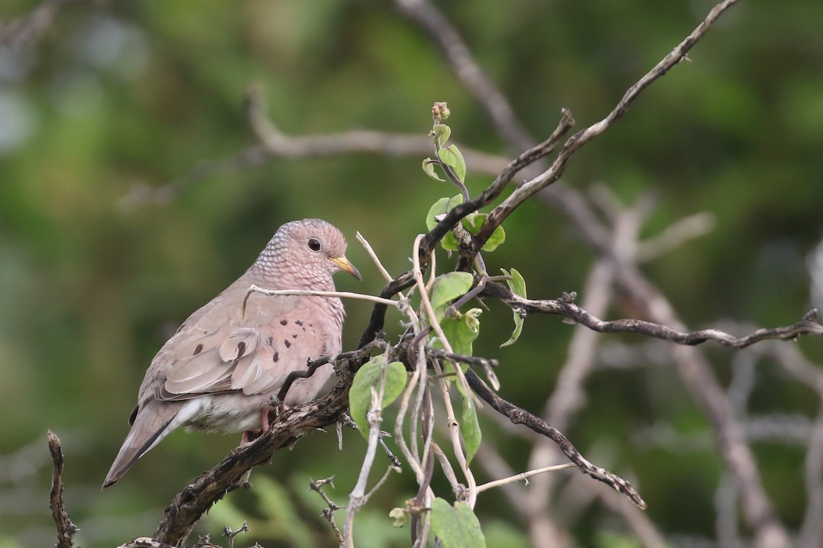 Common Ground Dove - ML518608011