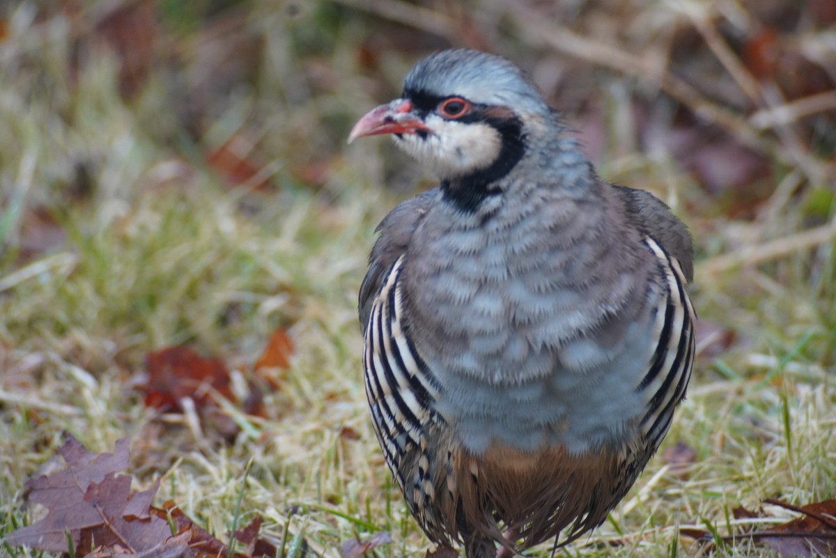 Хахилаг - ML518608071