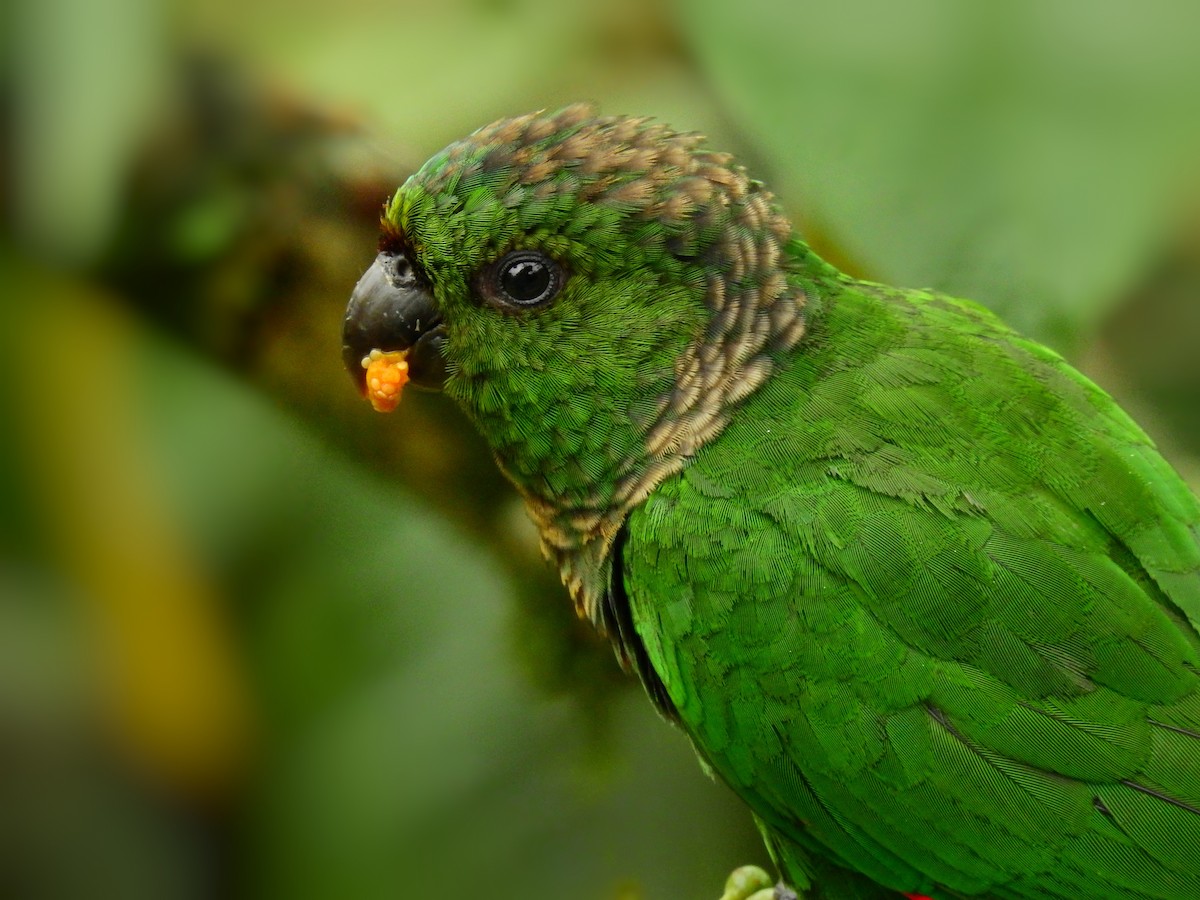 Maroon-tailed Parakeet - ML518608131