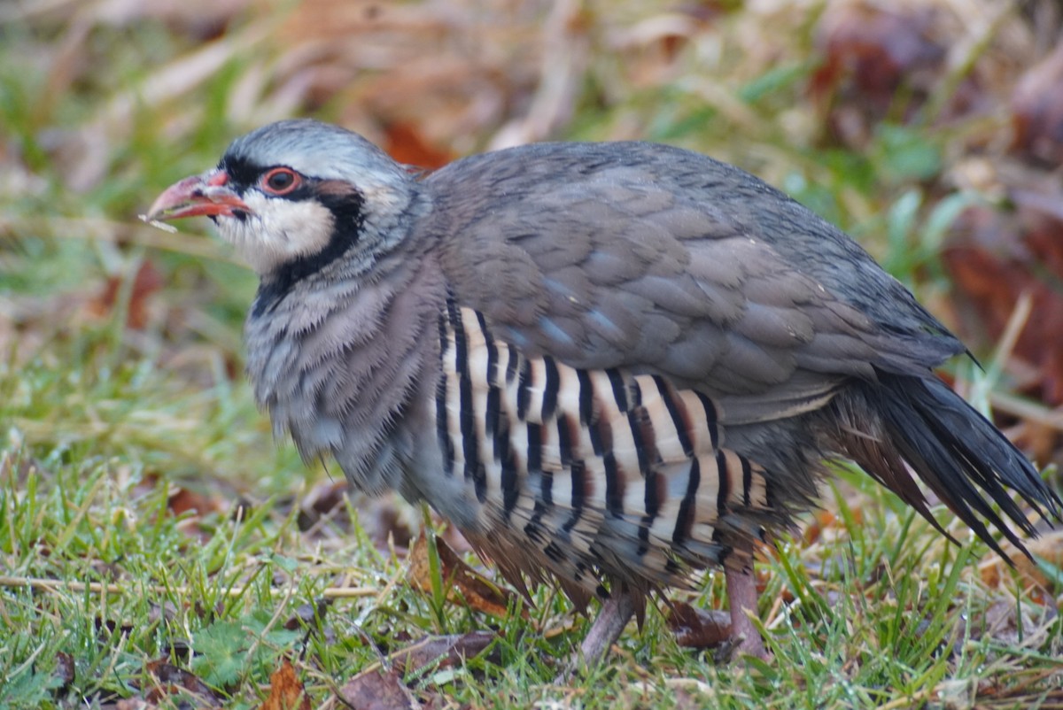 Chukar - ML518608171