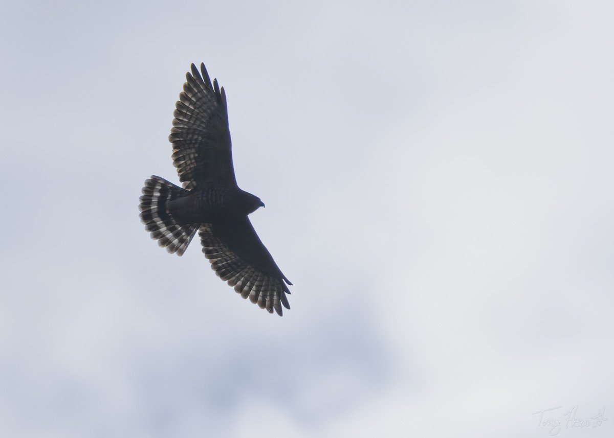 Broad-winged Hawk - ML518608521