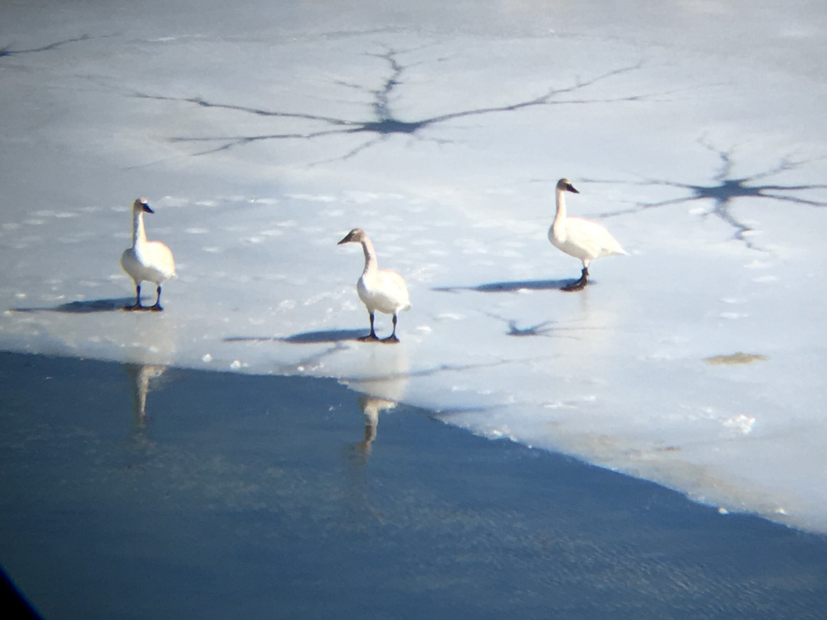 Tundra Swan - ML51860881