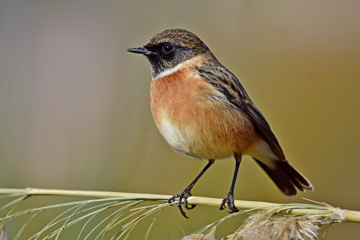 European Stonechat - ML518608811