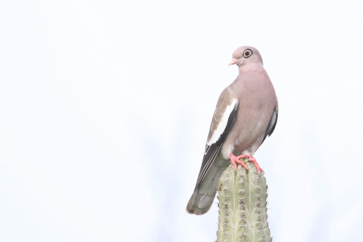 Bare-eyed Pigeon - ML518608911