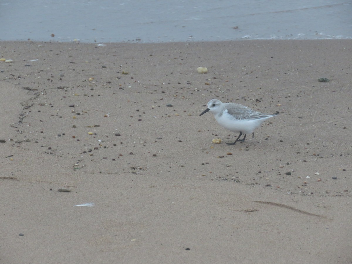 Bécasseau sanderling - ML518609301