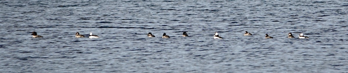 Bufflehead - ML518609441