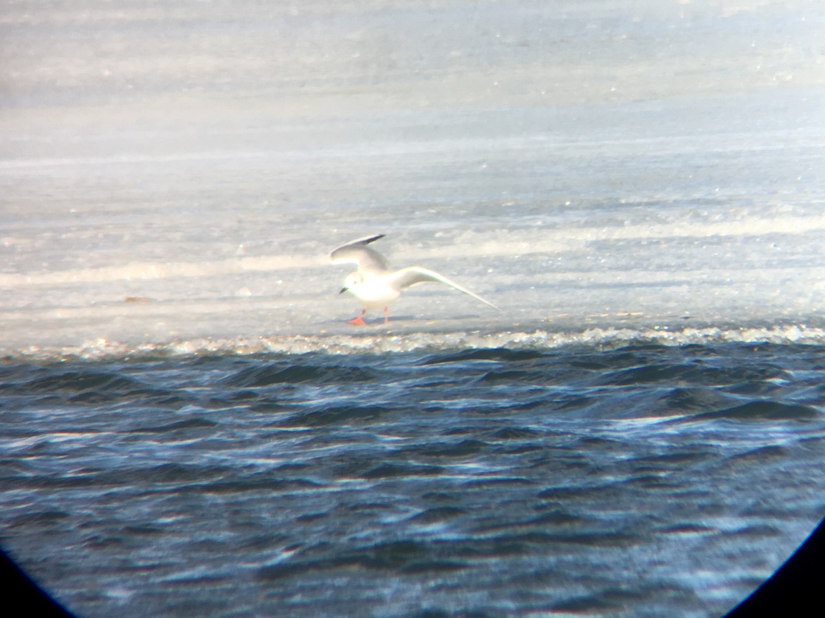 Bonaparte's Gull - ML51861031