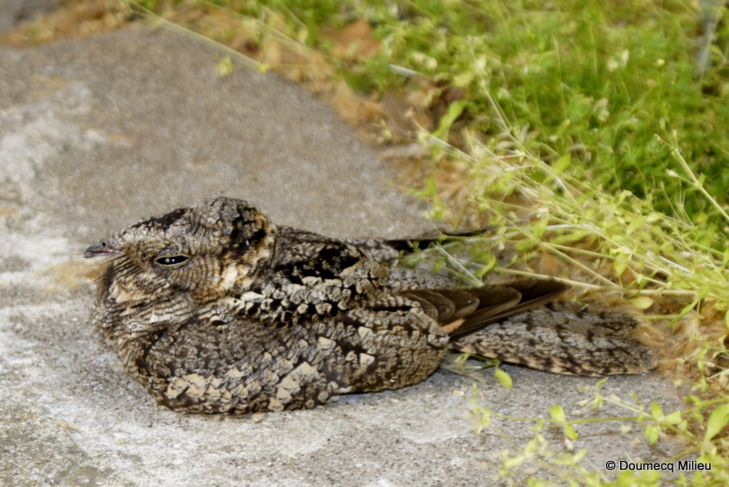 Band-winged Nightjar - ML51861091