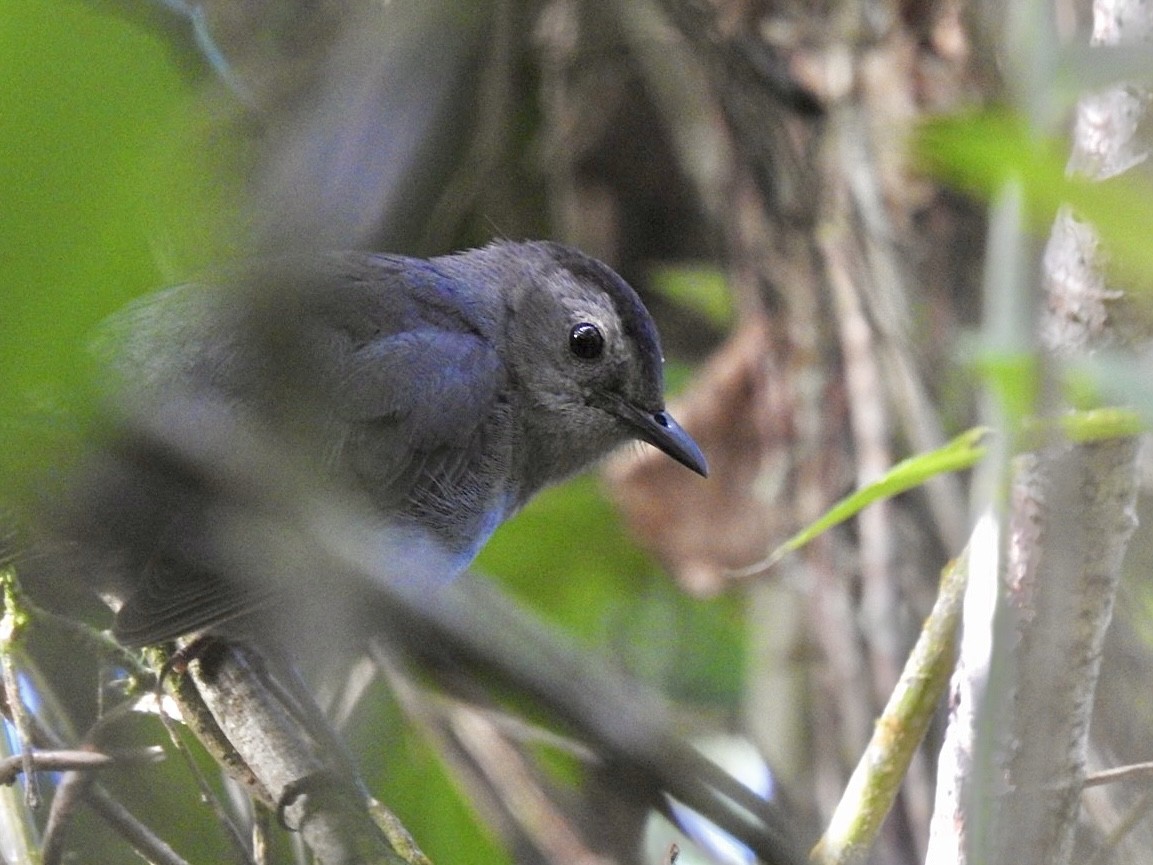 Gray Catbird - ML518611891