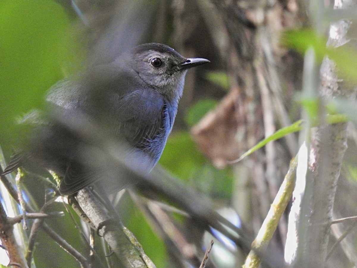 Gray Catbird - ML518611901