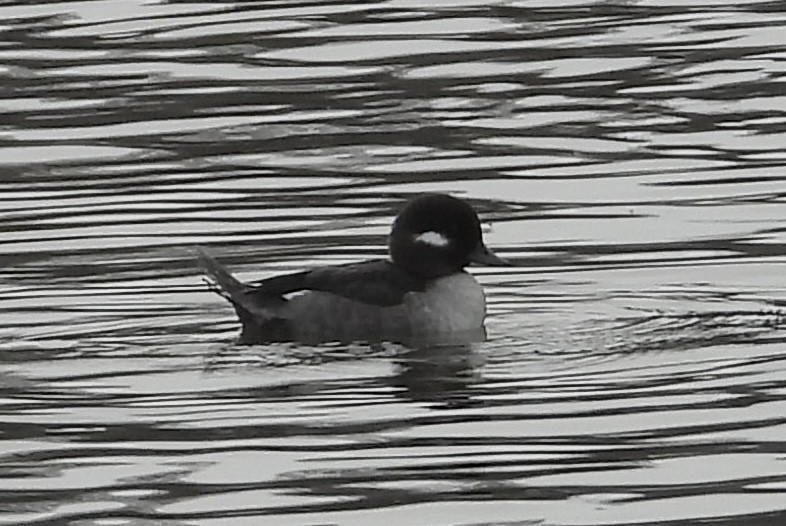 Bufflehead - ML518615271