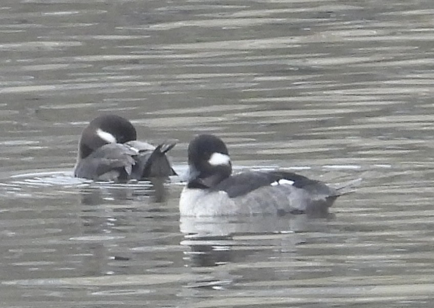 Bufflehead - ML518615281