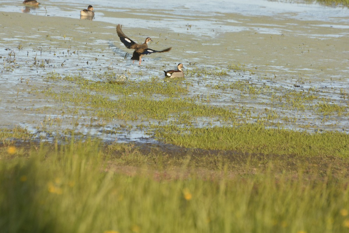 Ringed Teal - ML518615601