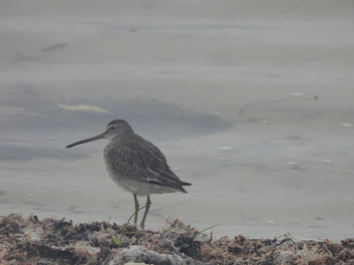 Short-billed Dowitcher - ML518616961