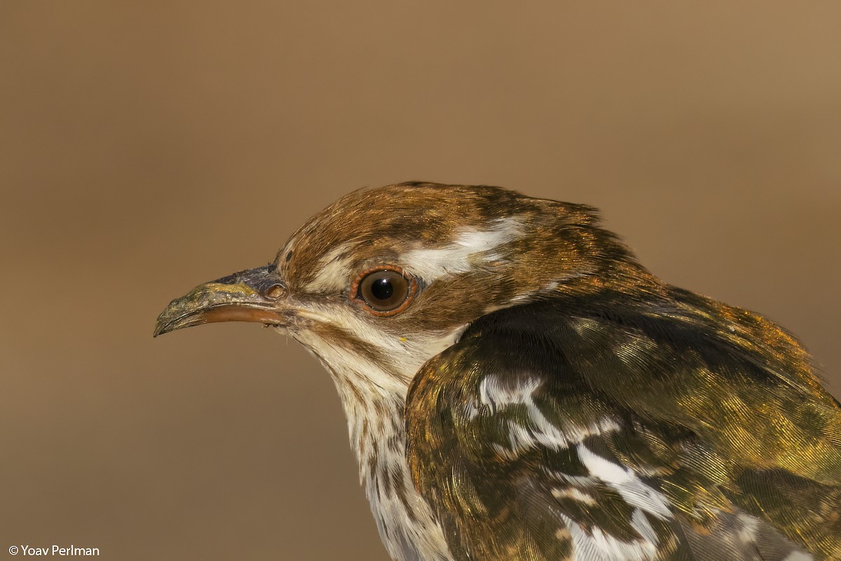 Dideric Cuckoo - Yoav Perlman