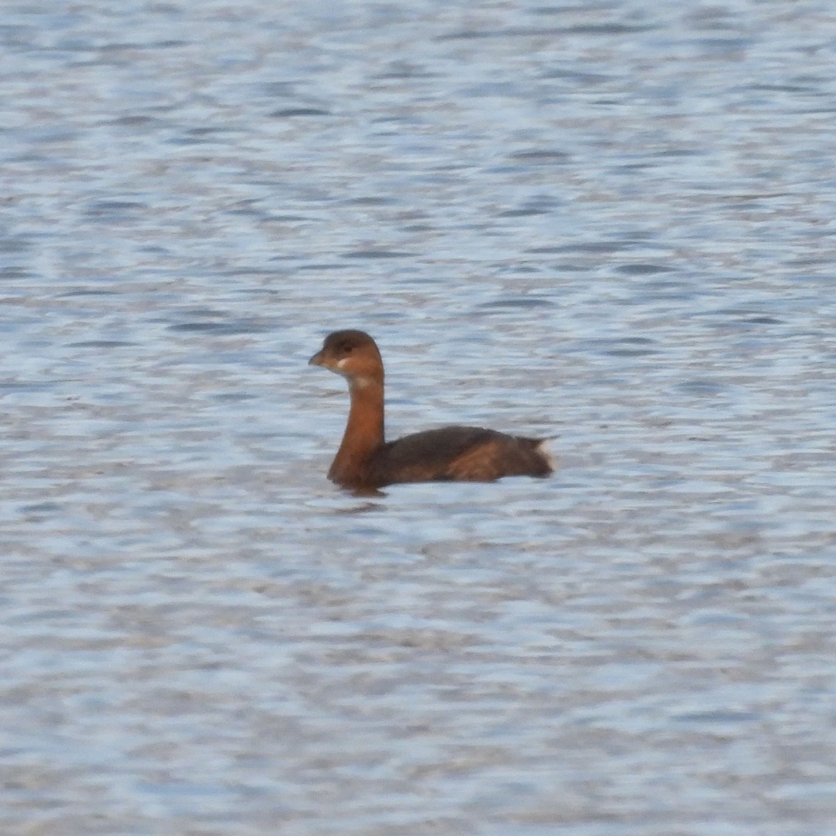 Pied-billed Grebe - ML518618181