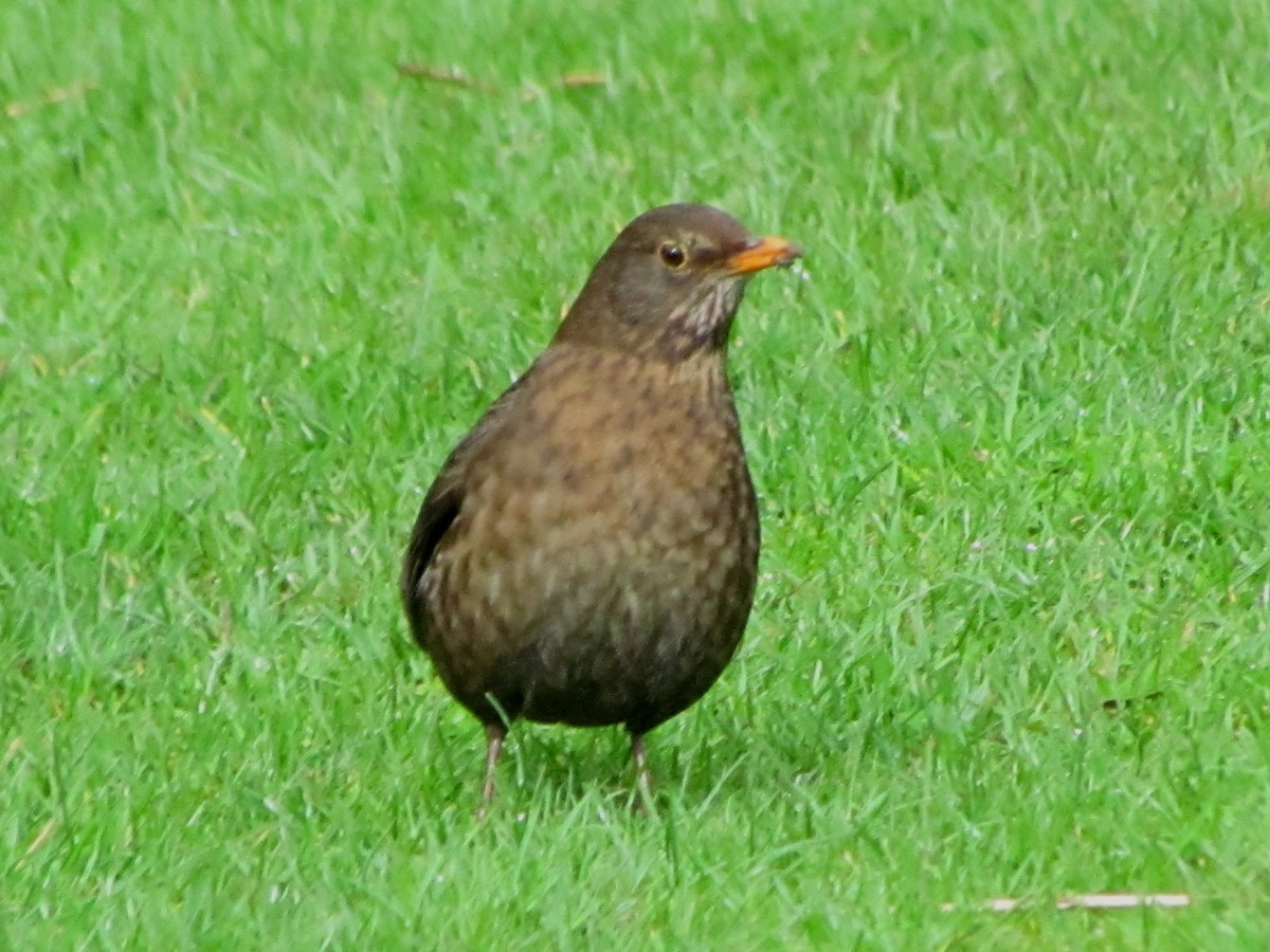 Eurasian Blackbird - ML51861861