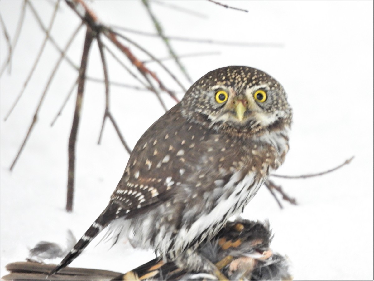 Northern Pygmy-Owl - ML518618661