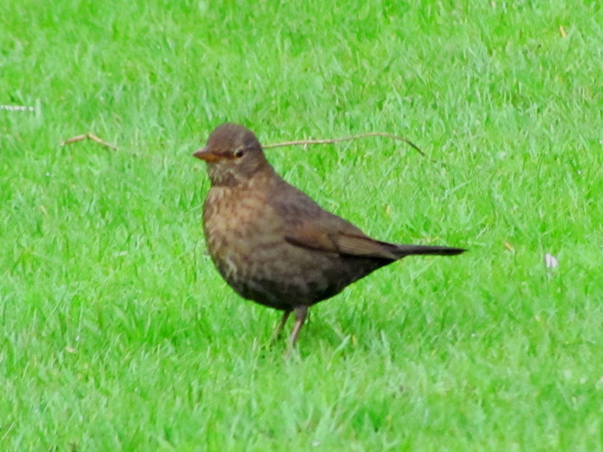 Eurasian Blackbird - Bruce Kerr