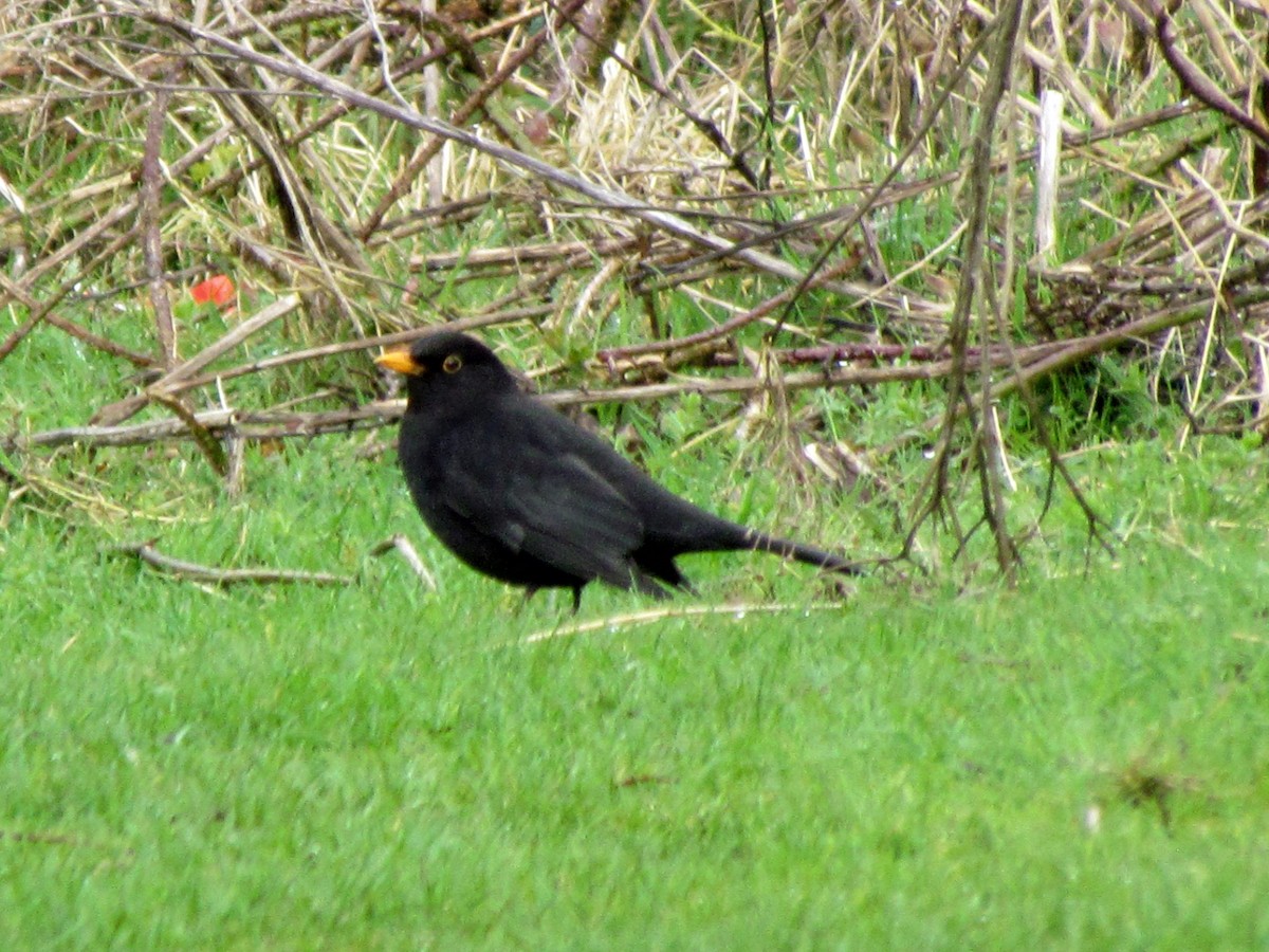 Eurasian Blackbird - ML51861921