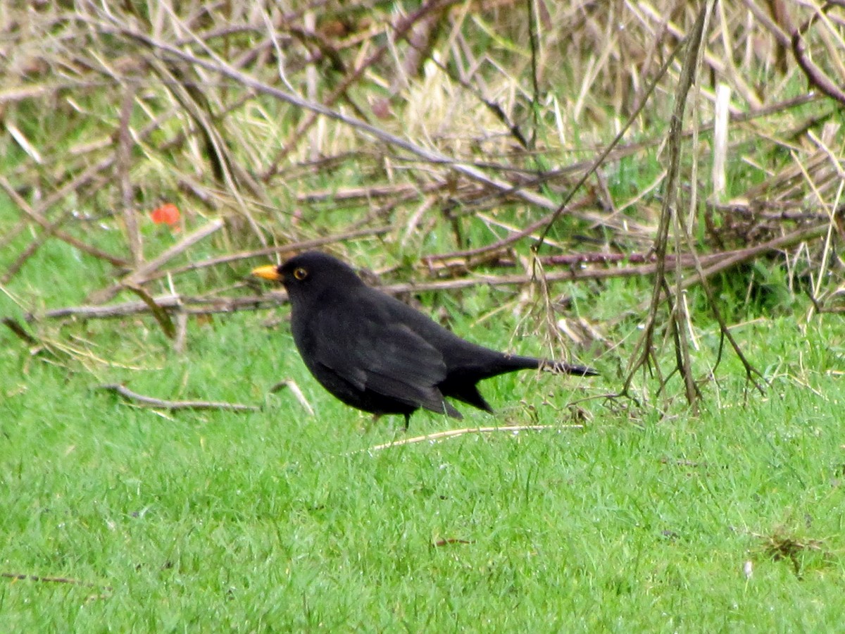 Eurasian Blackbird - ML51861931