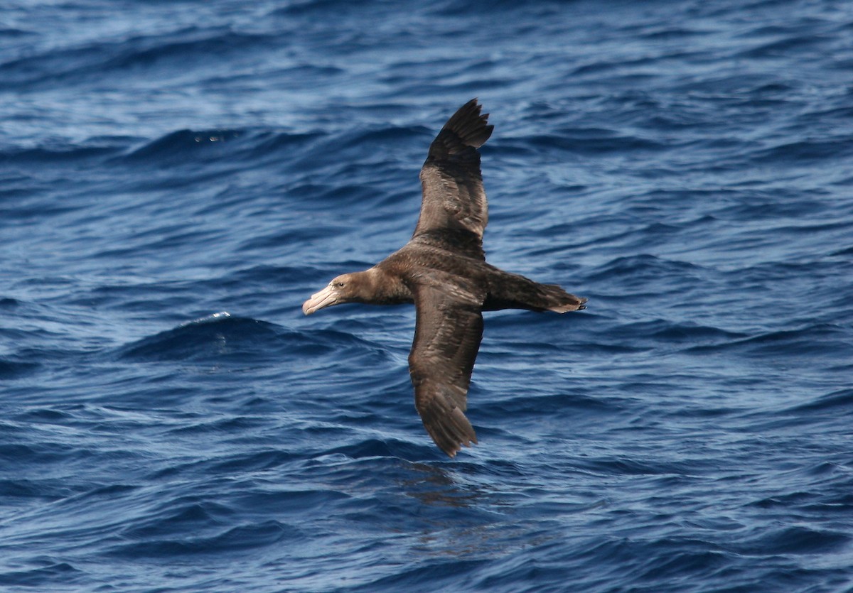 Northern Giant-Petrel - ML518620001