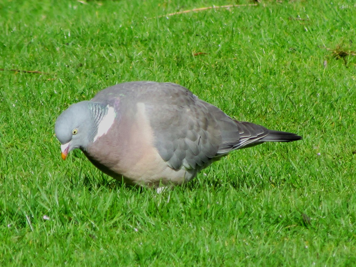 Common Wood-Pigeon - ML51862021