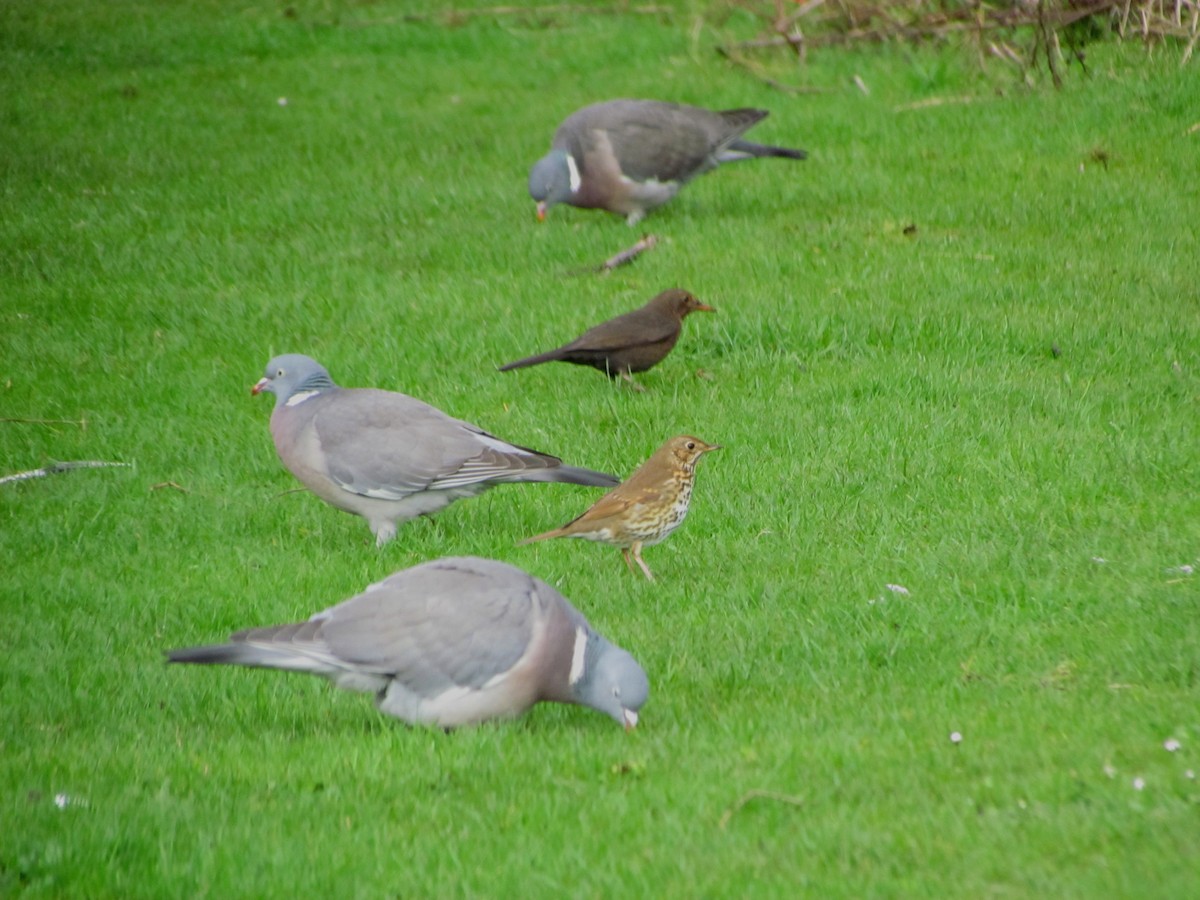 Common Wood-Pigeon - ML51862051