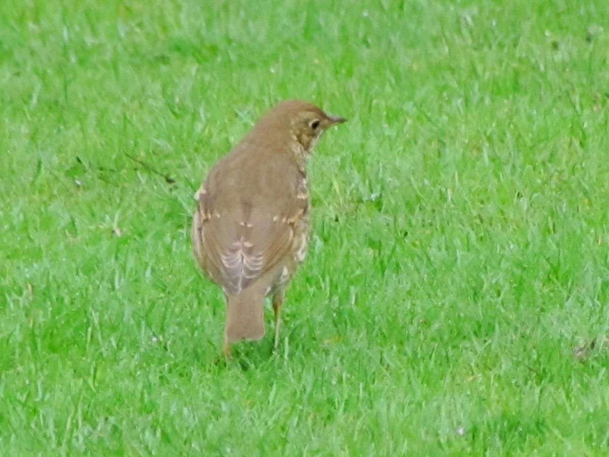 Song Thrush - Bruce Kerr