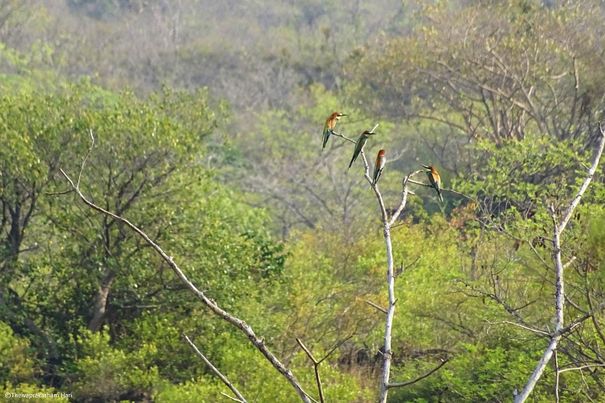 vlha pestrá - ML51862091