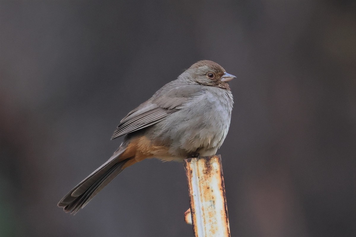 California Towhee - ML518622021