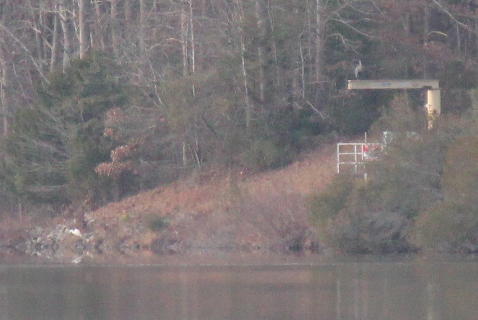 Great Egret - ML518622101