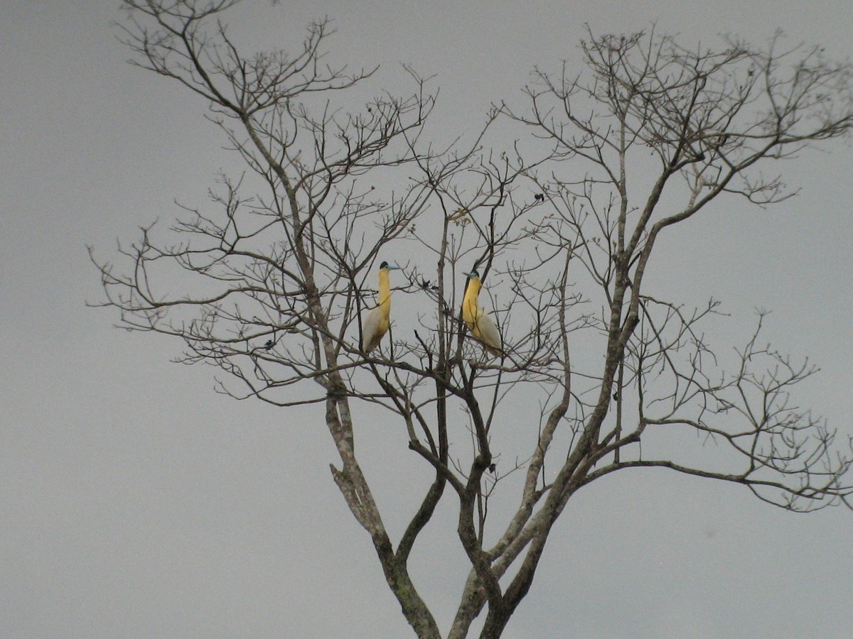 Capped Heron - ML51862411