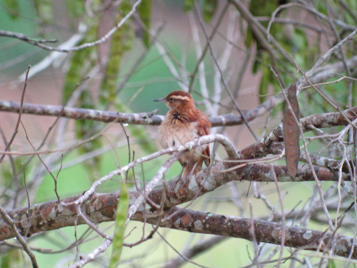 Wing-banded Hornero - ML51862441