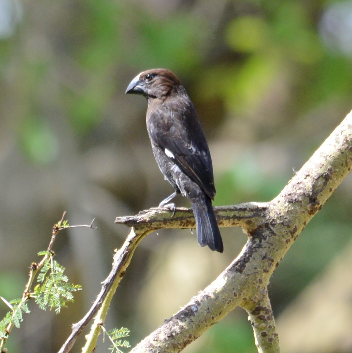 Grosbeak Weaver - ML518627601