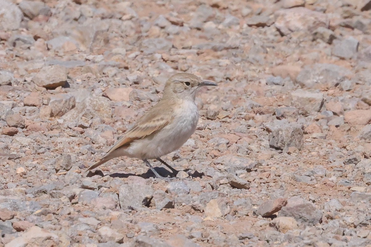 コウゲンジカマドドリ - ML518628291