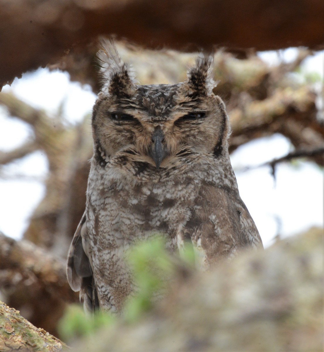 Spotted Eagle-Owl - ML518628821