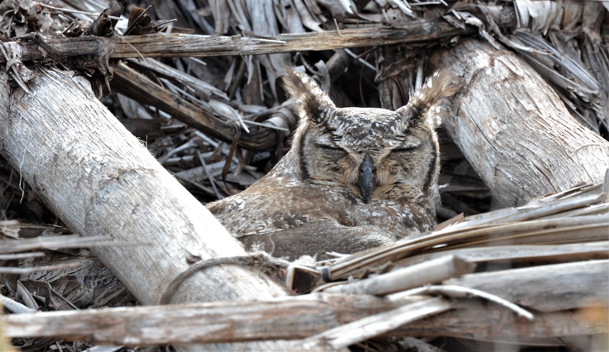 Spotted Eagle-Owl - ML518628831