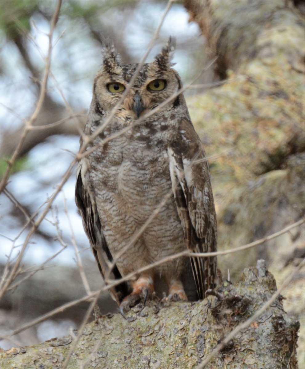 Spotted Eagle-Owl - ML518628841