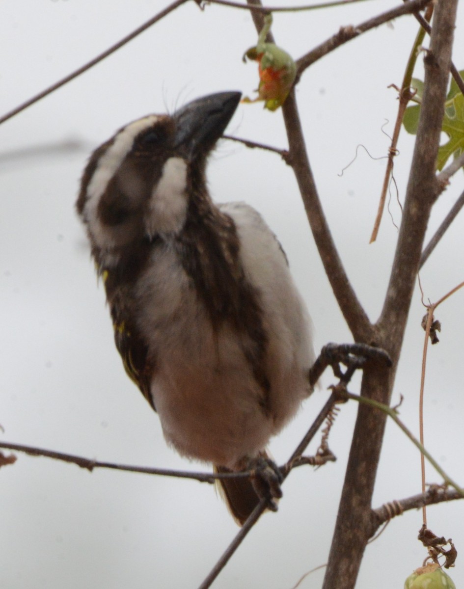 Schwarzkopf-Bartvogel - ML518629291