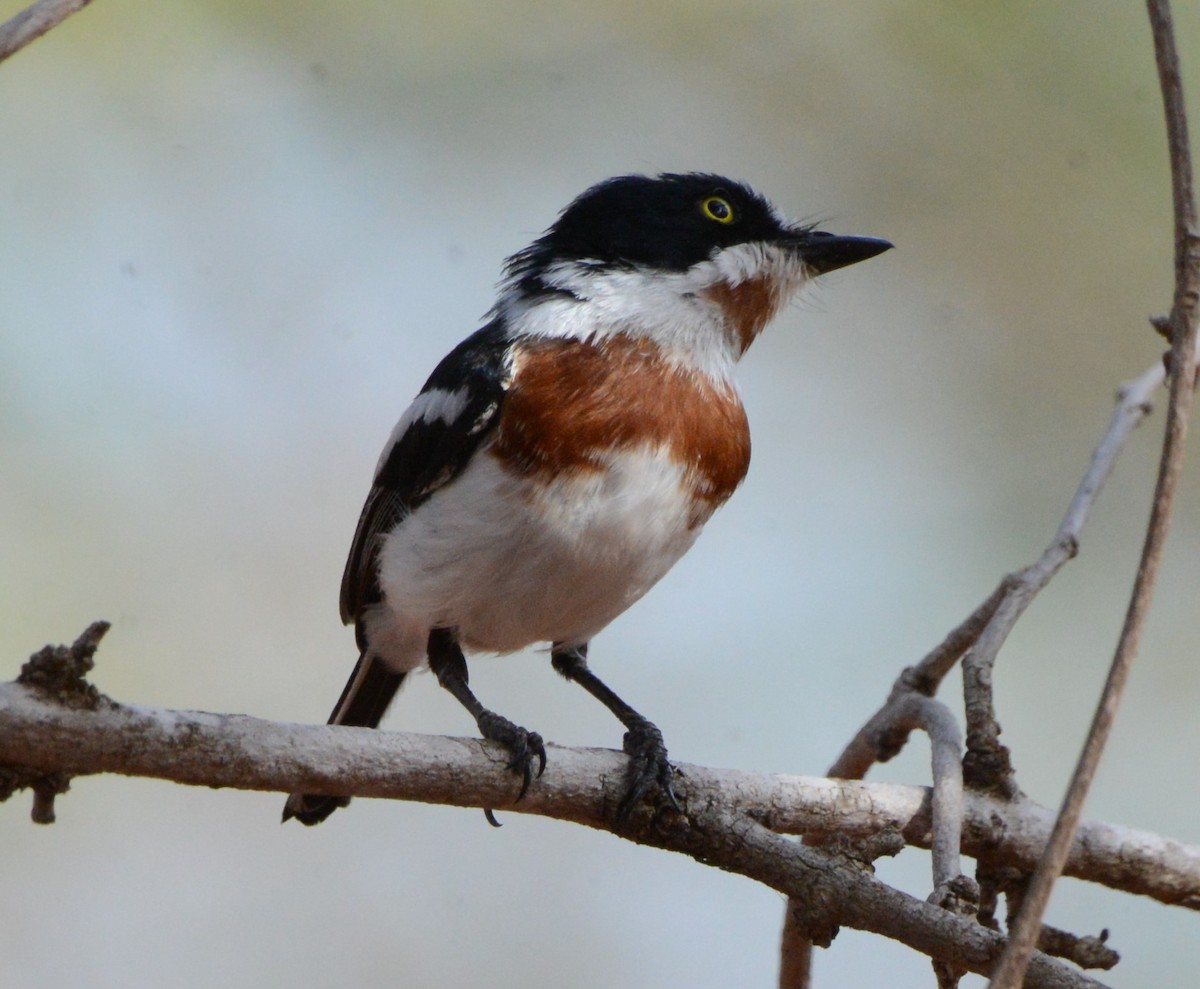 Chinspot Batis - Bertina K