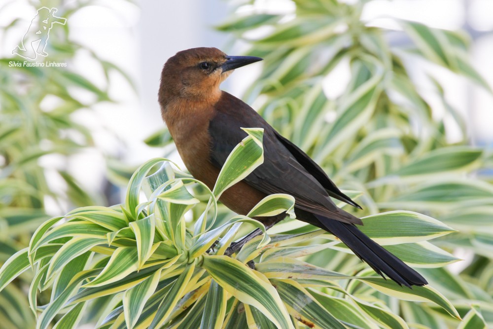 Boat-tailed Grackle - Silvia Faustino Linhares