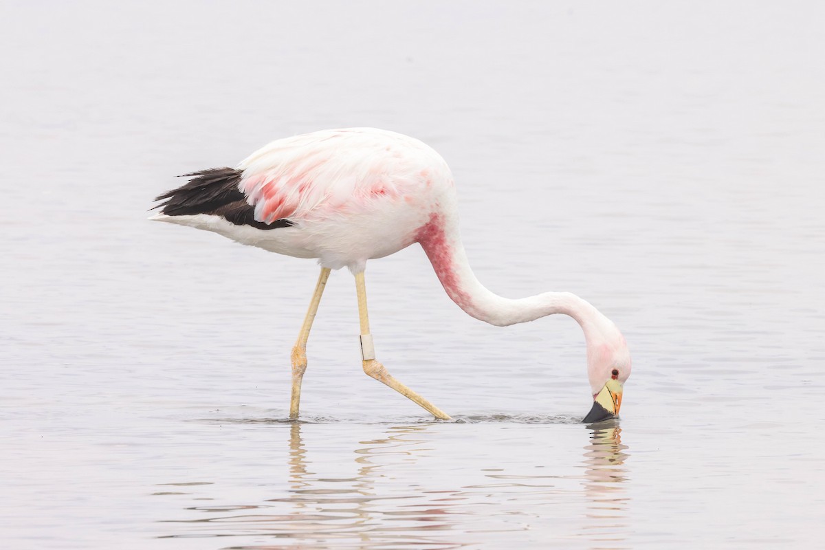 Andean Flamingo - Allison Miller