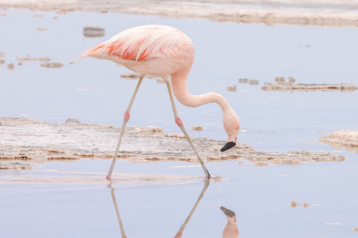 Chilean Flamingo - ML518629561