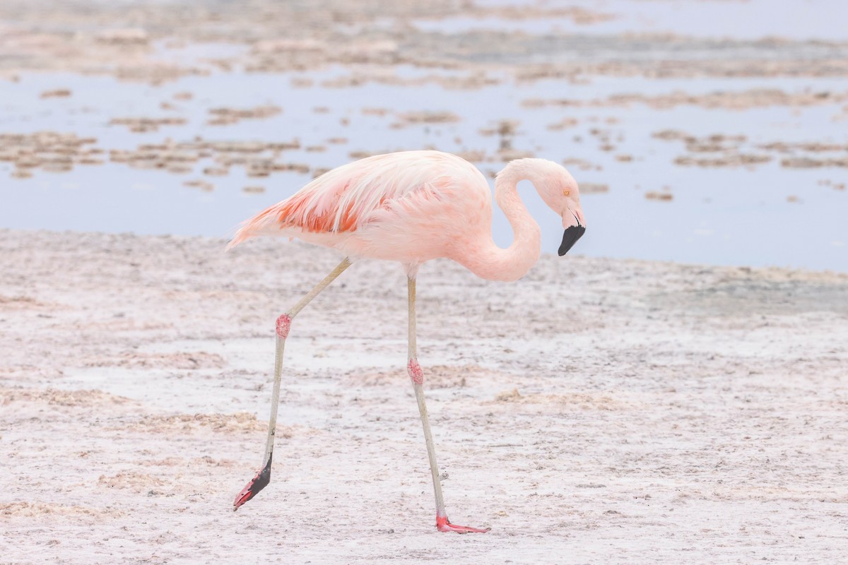 Chilean Flamingo - ML518629581